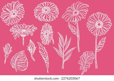 Set of Beautiful Gerbera Flowers Line Art Illustration