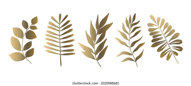 Conjunto de hermosas hojas de oro plantas, hojas, diseño de plantas. Ilustración vectorial 10. 