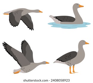 Set of beautiful gray geese birds in cartoon style. Vector illustration of gray geese in different poses: flying, standing, swimming in the river isolated on a white background.