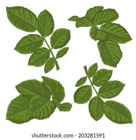 set of beautiful green leaves isolated on white. Hand-drawn with effect of drawing in watercolor