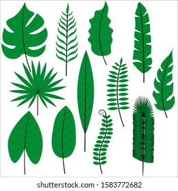 Set of beautiful green tropical leaves isolated on a white background. Flat style. Stock vector illustration for decoration and design, postcards, posters, banners, fabrics, web pages and more.