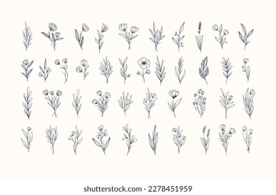 Set of beautiful hand drawn botanical flowers collection