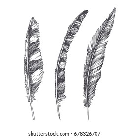 Set of beautiful hand drawn feathers isolated on white. Vintage engraving illustration of natural elements. Sketch style