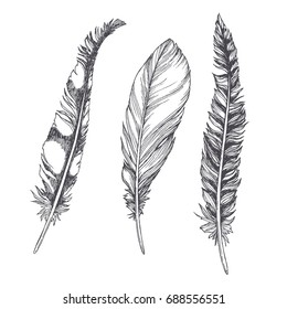 Set of beautiful hand drawn feathers isolated on white. Vintage engraving illustration of natural elements. Sketch style