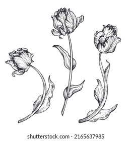 Set of beautiful hand drawn vector tulip flowers.