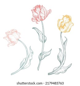 Conjunto de hermosas flores de tulipán vectoriales dibujadas a mano.