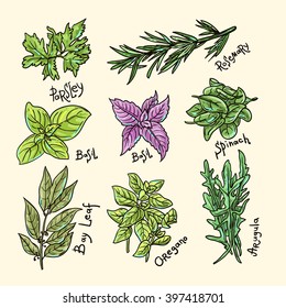 Set of beautiful hand drawn vector  illustration of culinary herbs