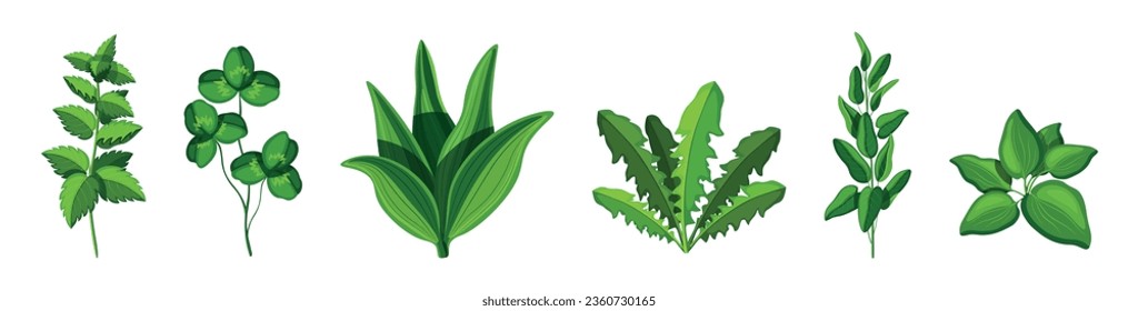 Set of beautiful herbs in cartoon style. Vector illustration of different green herbs: mint, clover, plantain, dandelion, sage, wild garlic isolated on white background.