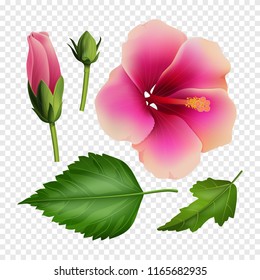 Set is beautiful hibiscus flower, buds and leaves isolated on transparent background, pink flower, garden, flowerbed, gentle petal. Cosmetics, beauty and health. 3D effect. Vector illustration. EPS10