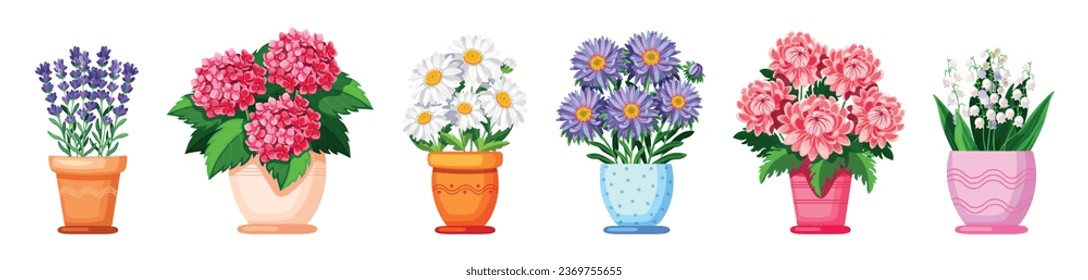 Set of beautiful house plants in cartoon style. Vector illustration of different flower pots: lavender, hydrangeas, daisies, asters, chrysanthemums, lilies of the valley isolated on white background.