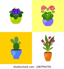 Set of beautiful houseplants in flower pots. Vector illustration of saintpaulia, opuntia, geranium, calla