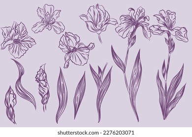 Set of Beautiful Iris Flower Line Art Illustration