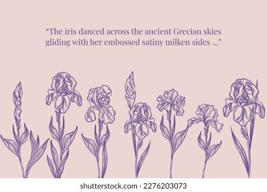 Set of Beautiful Iris Flower Line Art Illustration