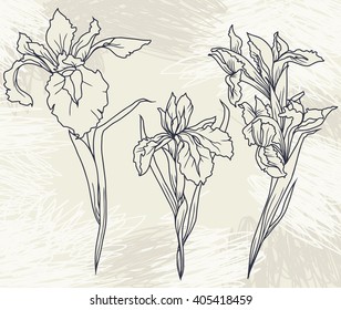 Set beautiful irises flowers on hand drawn background, vector illustration