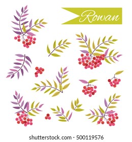 Set of beautiful isolated twigs and berries of rowan on the white background. Decorative vintage bouquets.  Floral design elements.