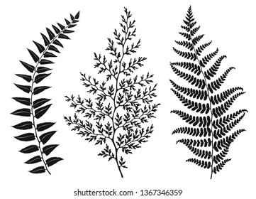 Set of beautiful leaves silhouettes, hand drawn vector illustration. Template for your design.