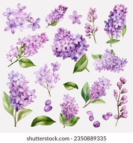 Set of Beautiful Lilac Flowers Arkivvektor