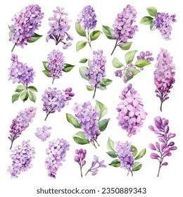 Set of Beautiful Lilac Flowers svg