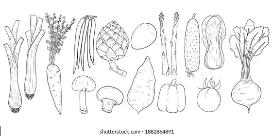 set of beautiful line art doodle illustration of traditional vegetable in vintage style hand draw 
