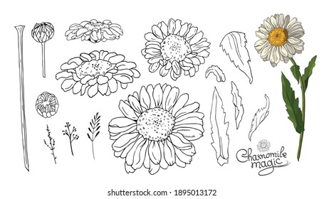 Set of beautiful magic chamomile flowers. Element for your design. Lineart