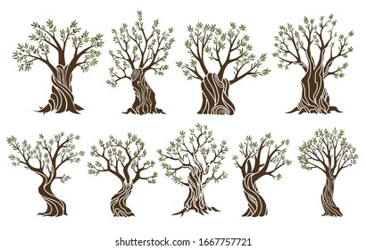 Set of beautiful magnificent olive trees silhouette isolated on white background. Premium quality illustration logo concepts. Elegant olive tree isolated icons