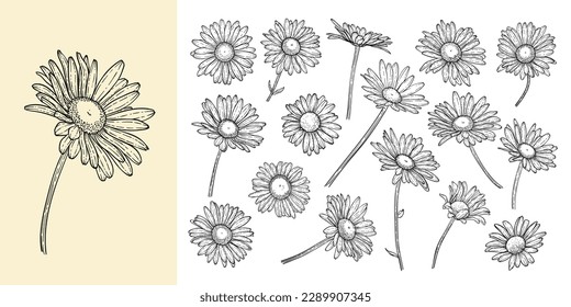 set of beautiful monochrome, black and white daisy flower isolated. for greeting card and invitations of the wedding, birthday, Valentine's Day, mother's day and other seasonal holiday