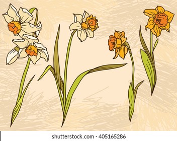 Set beautiful narcissus flowers on hand drawn background, vector illustration