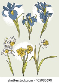 Set of beautiful narcissus and irises flowers on hand drawn background, vector illustration