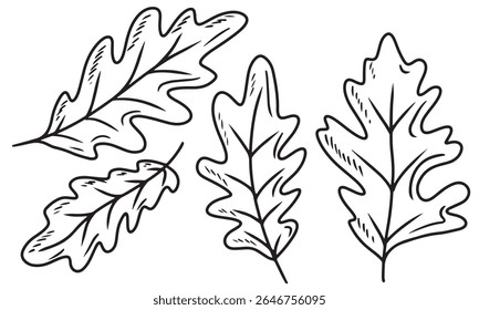 Set of beautiful oak leaf in black isolated on white background. Hand drawn vector sketch illustration in doodle engraved vintage line art style. Autumn falling leaves, foliage, icon, coloring book