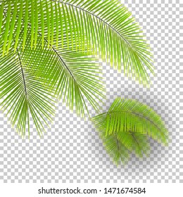 Set of beautiful palm tree leaves on transparent background. 3D Vector realistic exotic plants. For use on the side. 