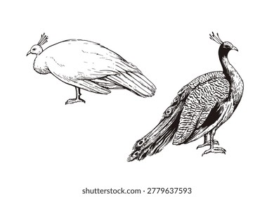 Set of beautiful peacocks in engraving style. Vintage ink hand-drawn monochrome illustration.