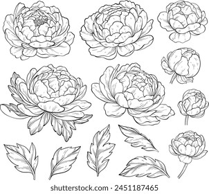 Set of beautiful peony flowers. Outline design. Collection of peony flower buds and leaves. Botany. Vector illustration of floral decoration for print.