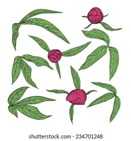 set of beautiful peony leaves and buds isolated on white. Hand-drawn contour lines and strokes.