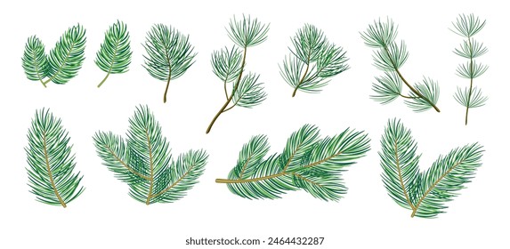 Set of beautiful pine branches in cartoon style. Vector illustration of fresh and fluffy green pine branches of different shapes isolated on white background. Coniferous trees. Gymnosperm plants.