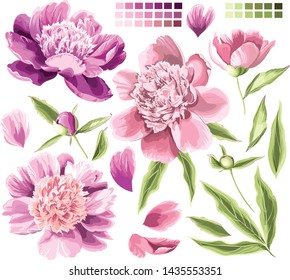 Set of beautiful pink peonies with leaves and petals