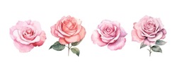 Set Of Beautiful Pink Rose Flowers Watercolor Isolated On White Background. Vector Illustration