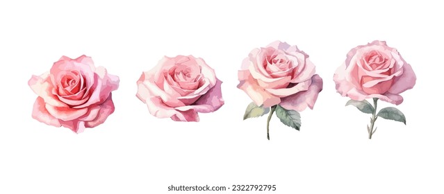 Set of beautiful pink rose flowers watercolor isolated on white background. Vector illustration