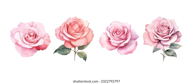 Set of beautiful pink rose flowers watercolor isolated on white background. Vector illustration
