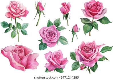 Set of beautiful pink rose flowers watercolor isolated on white background