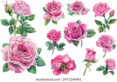 Conjunto de hermosas flores de rosa rosa acuarela aislado sobre fondo blanco