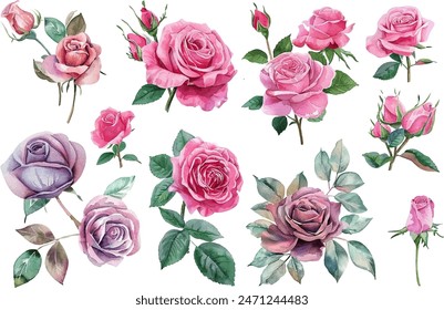 Set of beautiful pink rose flowers watercolor isolated on white background