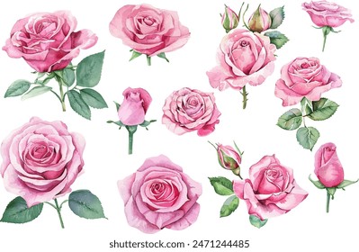 Set of beautiful pink rose flowers watercolor isolated on white background