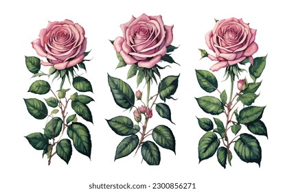 set of beautiful pink roses