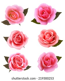 Set of beautiful pink roses. Vector.
