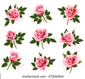 Set of beautiful pink roses. Vector.