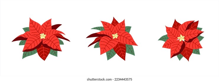 Set of beautiful poinsettia flat vector illustration isolated on white background. Merry Christmas and Happy New Year. Christmas flower decoration.