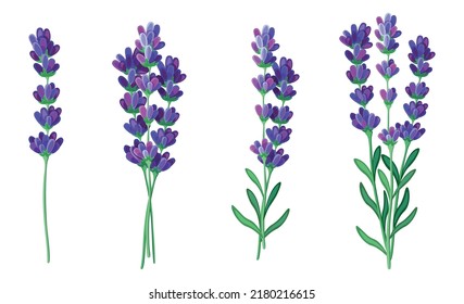 Conjunto de hermosa lavanda morada al estilo de las caricaturas. Ilustración vectorial de flores primavera y verano grandes y pequeños tamaños con brotes cerrados y abiertos sobre fondo blanco.