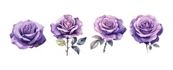 Set Of Beautiful Purple Roses Watercolor Isolated On White Background. Vector Illustration
