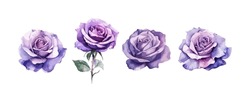 Set Of Beautiful Purple Roses Watercolor Isolated On White Background. Vector Illustration