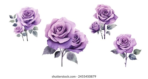 Conjunto de hermosas rosas moradas acuarela aislado sobre fondo blanco. Ilustración vectorial